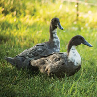 McMurray Hatchery Blue Swedish Ducks