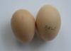 McMurray Hatchery Blue Laced Red Wyandotte Eggs