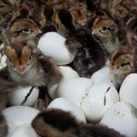 McMurray Hatchery Bobwhite Quail Hatching Eggs