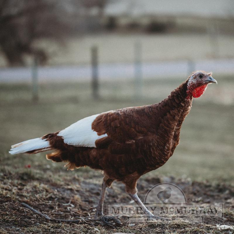 McMurray Hatchery Bourbon Red Turkey