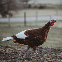 McMurray Hatchery Bourbon Red Turkey