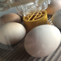 McMurray Hatchery Brinsea Mini Advance Incubator with Hatching Eggs