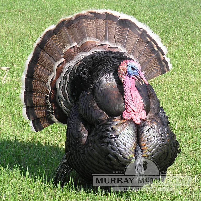 McMurray Hatchery Broadbreasted Bronze Turkeys