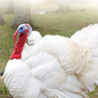 McMurray Hatchery | Murray's Giant White Turkey