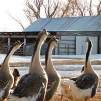 McMurray Hatchery Brown Chinese Geese