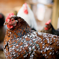 McMurray Hatchery Speckled Sussex Hen