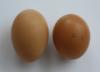 McMurray Hatchery Rhode Island Red Eggs