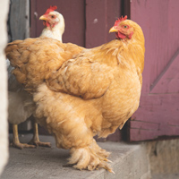 McMurray Hatchery Buff Cochin Hen