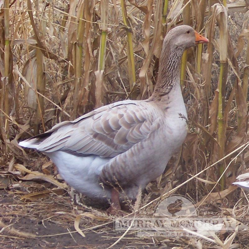 McMurray Hatchery Buff Goose