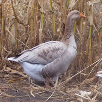 McMurray Hatchery Buff Goose