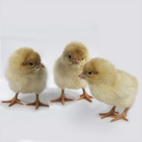 McMurray Hatchery Buff Orpington Baby Chicks