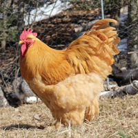McMurray Hatchery Buff Cochin Rooster