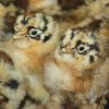 McMurray Hatchery Buttercup Chicks