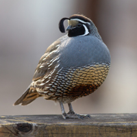 McMurray Hatchery California Valley Quail
