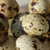 McMurray Hatchery California Valley Quail Hatching Eggs
