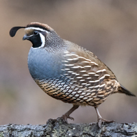 McMurray Hatchery California Valley Quail