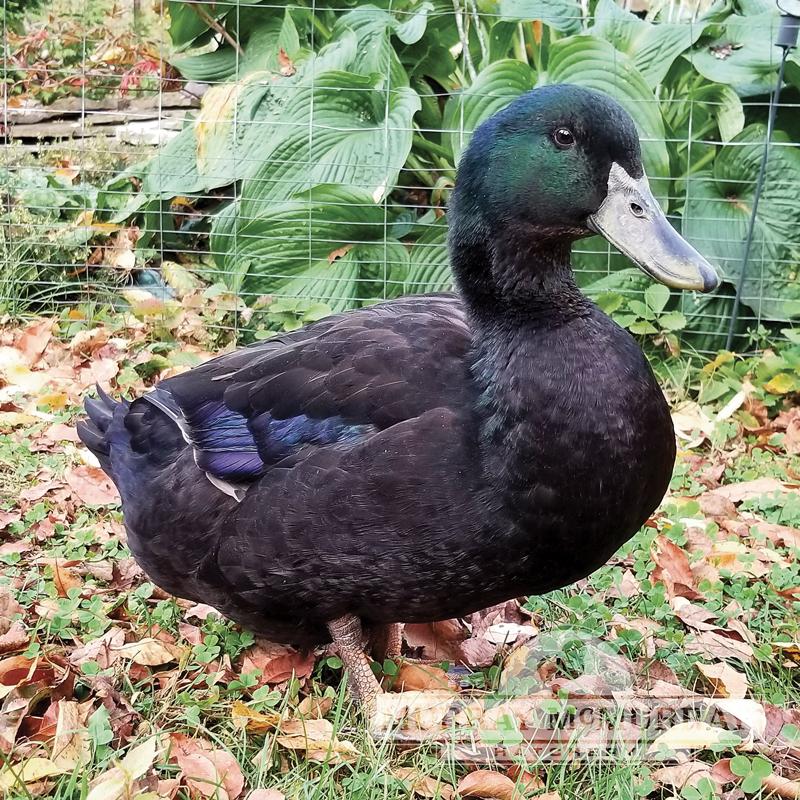 Murray McMurray Hatchery Cayuga Ducks