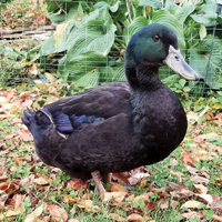 McMurray Hatchery Cayuga Ducks