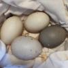 McMurray Hatchery Cayuga Duck Eggs