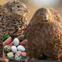 McMurray Hatchery Celadon 'True Blue' Coturnix Quail
