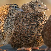 McMurray Hatchery Celadon 'True Blue' Coturnix Quail