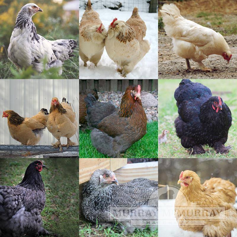 McMurray Hatchery | Feather Footed Females Chick Assortment