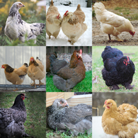 McMurray Hatchery Feather Footed Fancies Chick Assortment