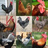 McMurray Hatchery Fly Tyer's Special Chick Assortment