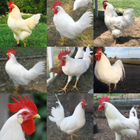 McMurray Hatchery Frying Pan Special Chick Assortment