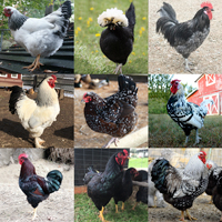 McMurray Hatchery Rare Breed Special Chick Assortment