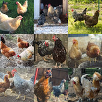 McMurray Hatchery Special Assorted Bargain