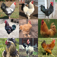 McMurray Hatchery Super Duper Chick Assortment