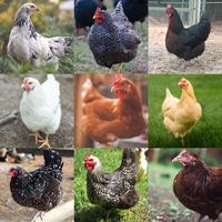 McMurray Hatchery Brown Egg Layers Chick Assortment