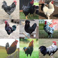 McMurrayHatchery-CollectionCockerels