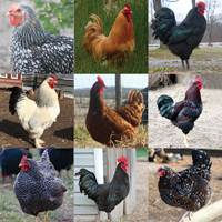 McMurray Hatchery Heavy Assorted chicks