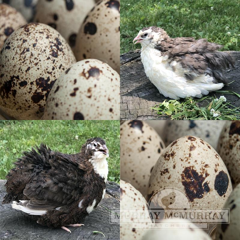 McMurray Hatchery Coturnix Quail Hatching Eggs – Tuxedo Mix