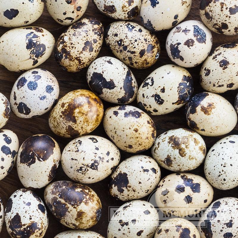 McMurray Hatchery Coturnix Quail Hatching Eggs