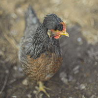 McMurray Hatchery Cream Legbar Hen