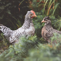 McMurray Hatchery Cream Legbar Juvenile Rooster and Hen