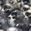 McMurray Hatchery Cuckoo Marans Day-Old Baby Chicks