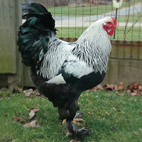 McMurray Hatchery Dark Brahma rooster