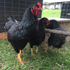 McMurray Hatchery Dark Cornish Rooster and Hen