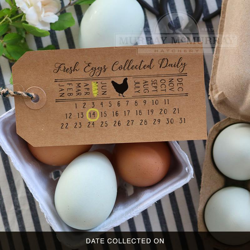 15 Assorted Egg Cartons 