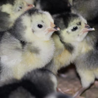 McMurray Hatchery White Faced Black Spanish Day-Old Baby Chicks