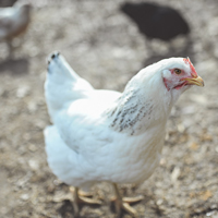 McMurray Hatchery Delaware 18-Week-Old Pullet