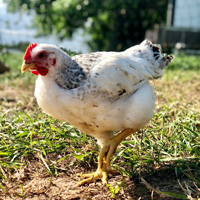 McMurrayHatchery Delaware Enhanced Heritage Broiler