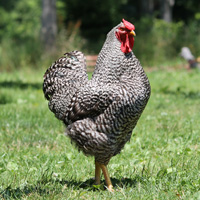McMurray Hatchery Dominique Rooster