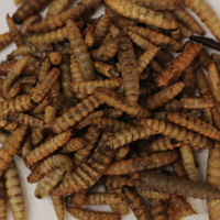 McMurray Hatchery Dried Black Soldier Fly Larvae Chicken Treats