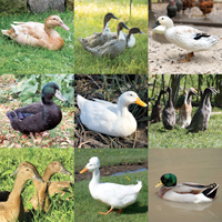 McMurray Hatchery Ducks Deluxe Mix