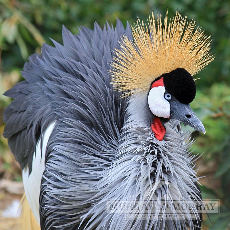 McMurray Hatchery East African Crowned Crane